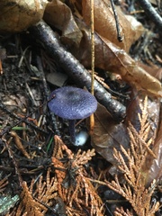 Entoloma occidentale