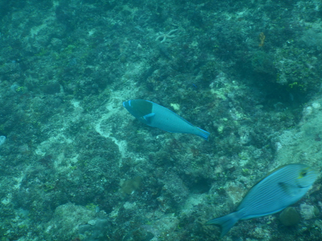 Bluespotted wrasse