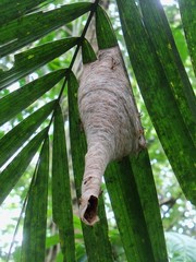 Angiopolybia