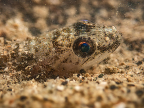 Lizardfish (Saurida micropectoralis) — Synodontidae