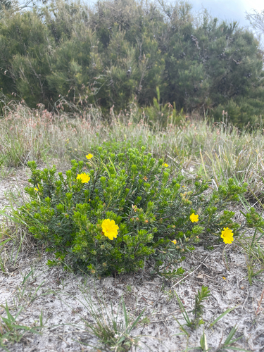 Hibbertia sericea, photograph 1
