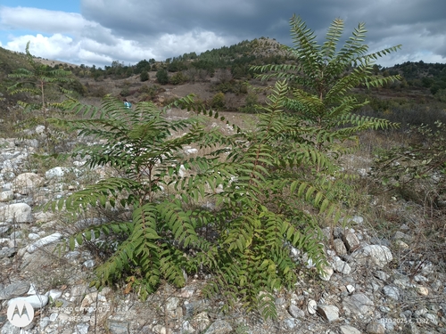 tree-of-heaven