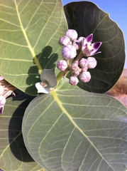 Calotropis procera image