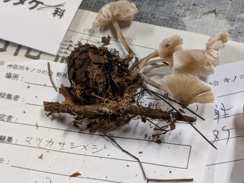 Strobilurus tenacellus