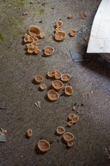 Peziza domiciliana