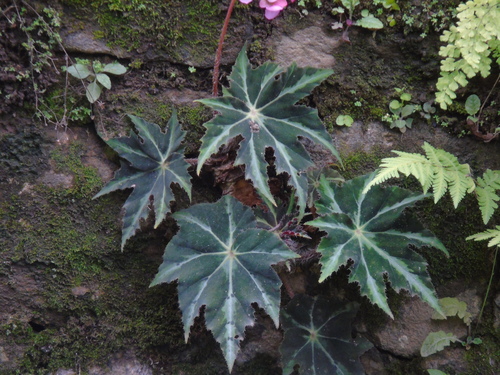 Begonia heracleifolia