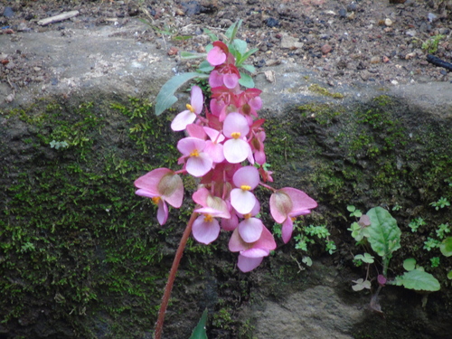 Begonia heracleifolia