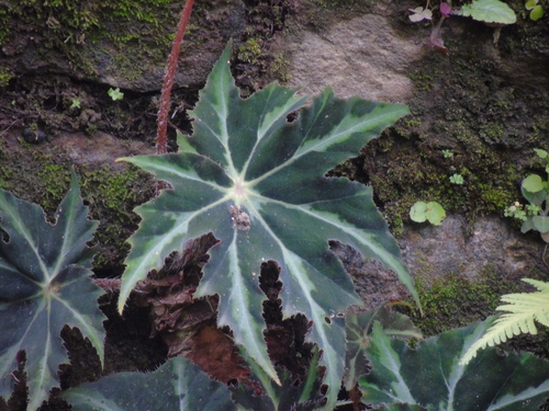 Begonia heracleifolia