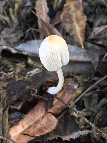 iNaturalist observation photo of flocculose inkcap