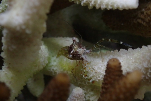 Periclimenella spinifera