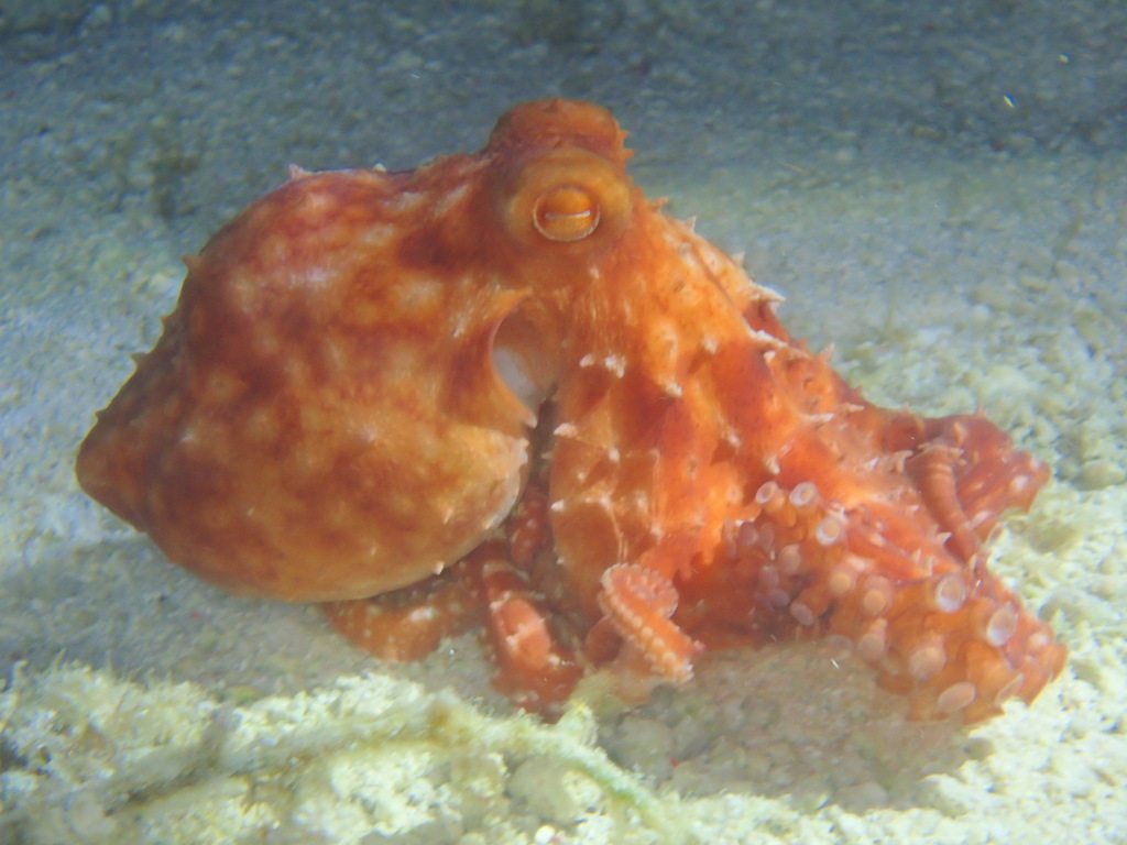 Pinnoctopus alpheus