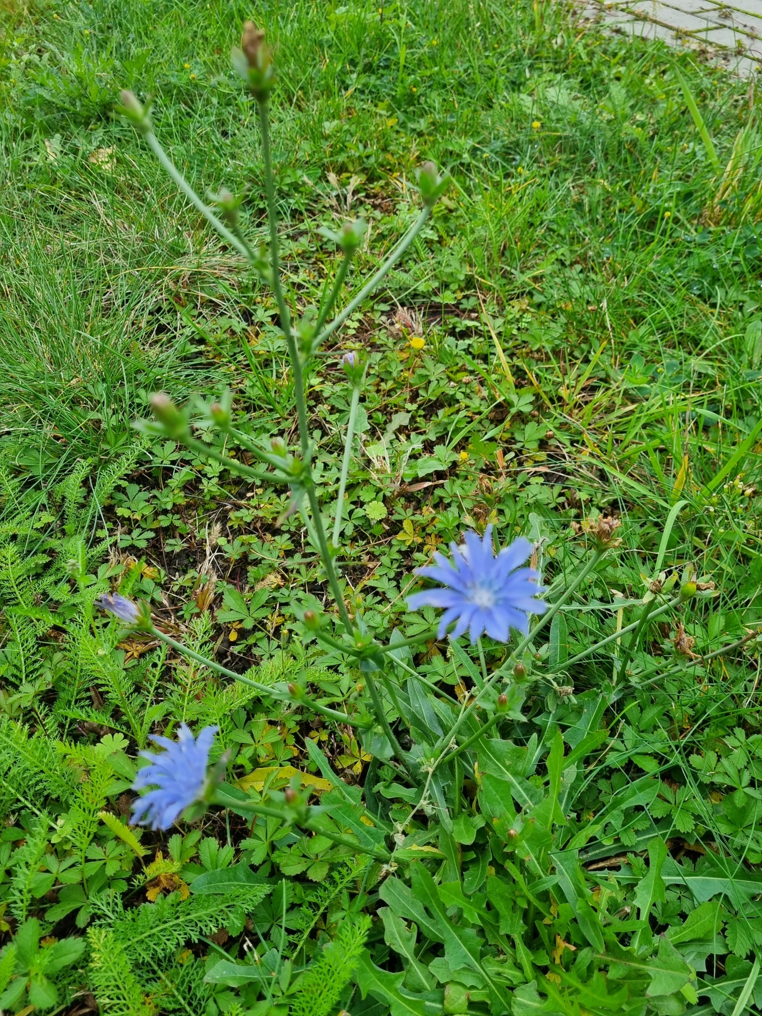 Endive (Cichorium endivia)