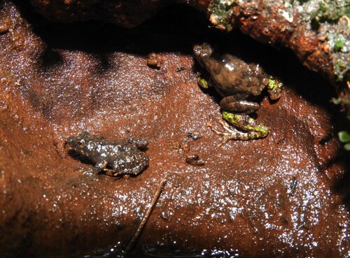 Guinea River Frog, Phrynobatrachus guineensis