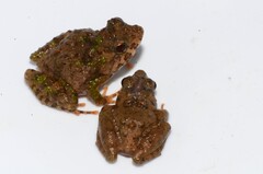 Guinea River Frog photo 3