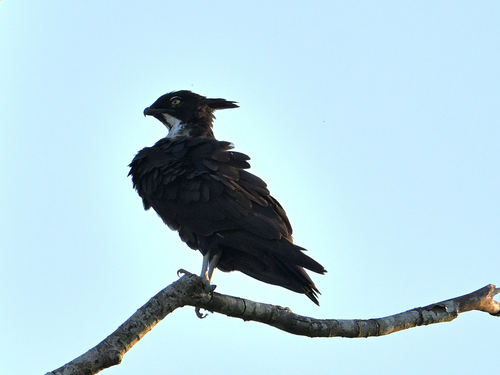 Asian Bat Hawk