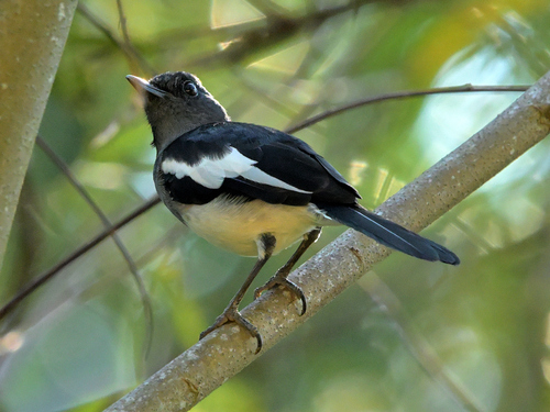 Oriental Magpie-Robin