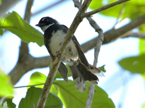 Malaysian Pied-Fantail