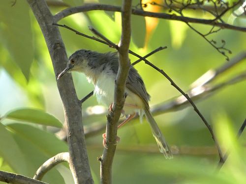 Yellow-bellied Prinia