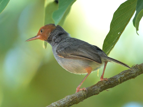Ashy Tailorbird