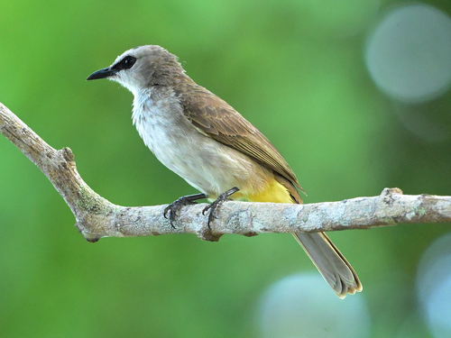 Yellow-vented Bulbul (Bornean)