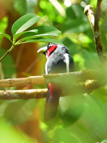 Black-and-red Broadbill