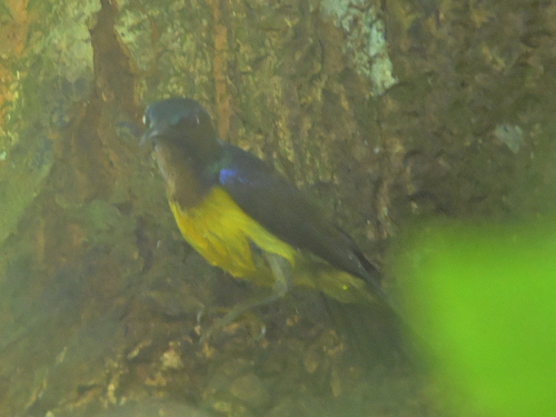 Brown-throated Sunbird