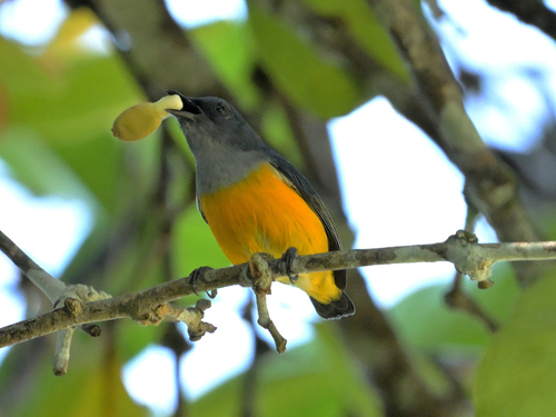 Orange-bellied Flowerpecker (Bornean)