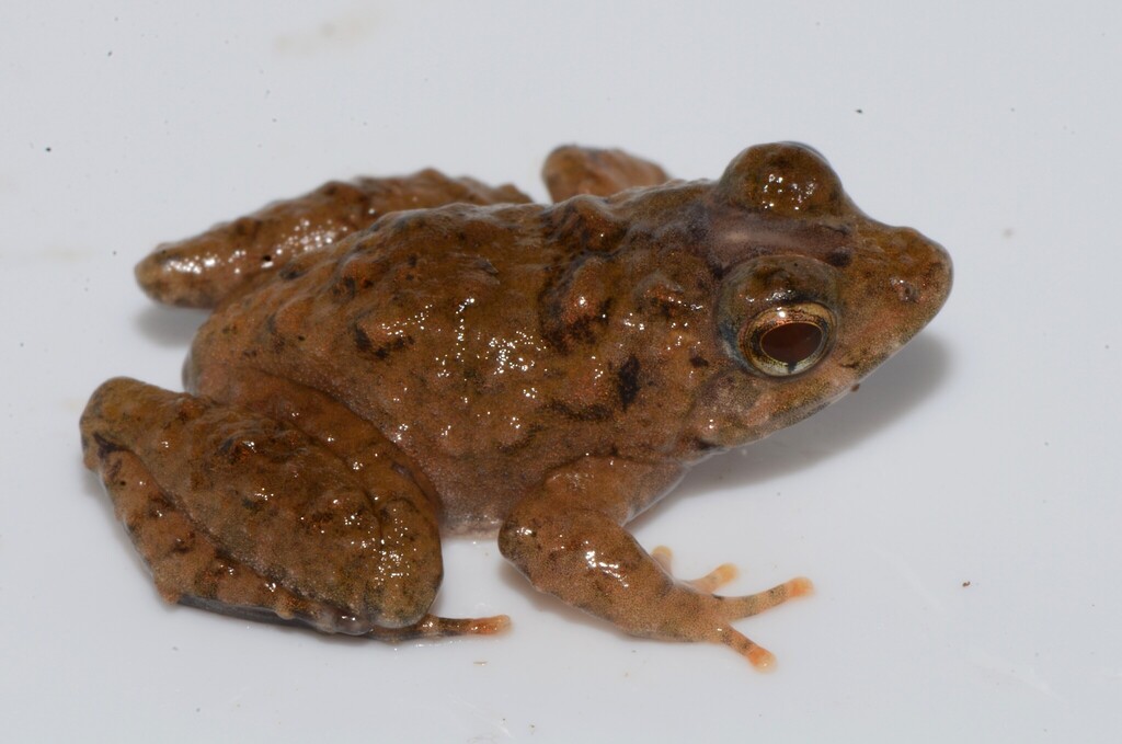 Guinea River Frog