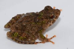 Guinea River Frog photo 2