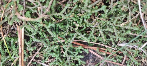 Selaginella baodongii