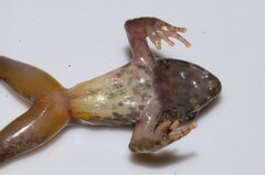 Guinea River Frog photo 5