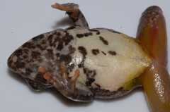 Guinea River Frog photo 4
