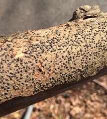 Cryptovalsa prominens