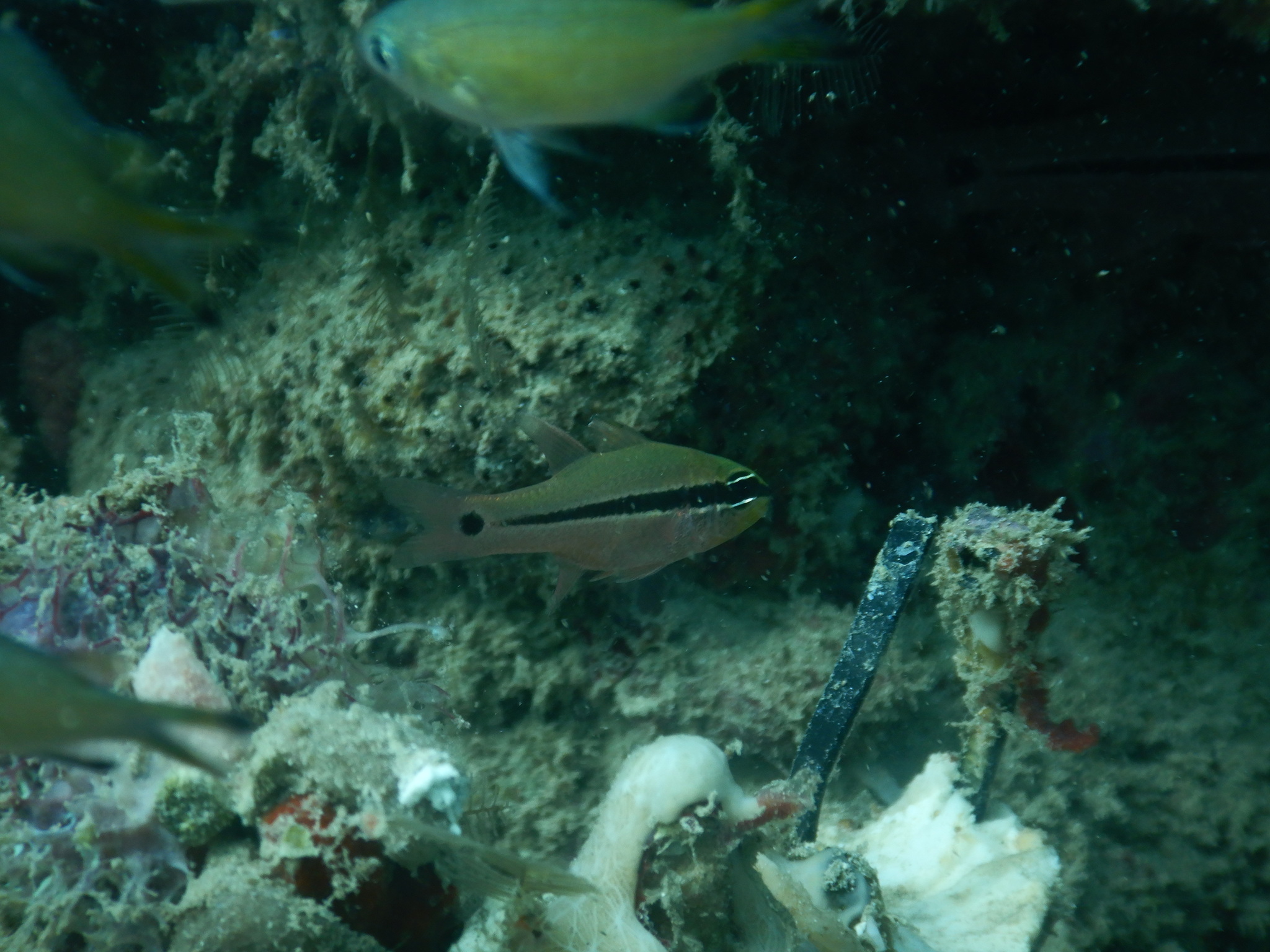 棘眼鋸天竺鯛(疏蘿) Pristiapogon fraenatus