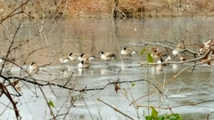 Branta canadensis