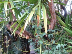 Dracaena cochinchinensis