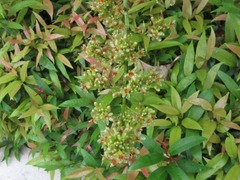 Dracaena cochinchinensis