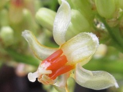 Dracaena cochinchinensis
