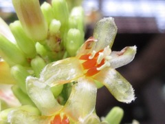Dracaena cochinchinensis