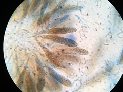 Cryptovalsa prominens