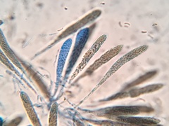 Cryptovalsa prominens