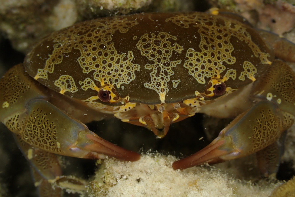Floral Egg Crab