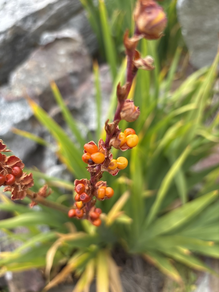 Chasmanthe floribunda, Sword Dancer Close, Noordhoek, Western Cape, ZA, by bosbevok
