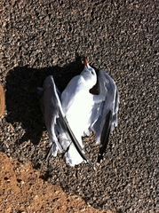 Ichthyaetus audouinii