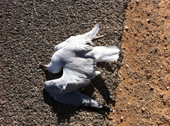 Ichthyaetus audouinii