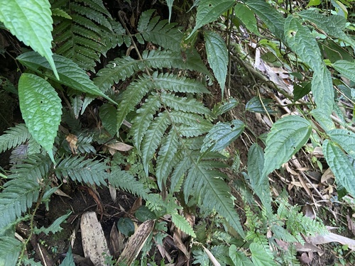 Tectaria kusukusensis iNat (2)