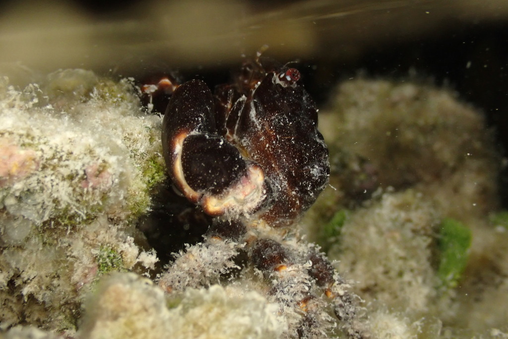 Cyclodius ungulatus