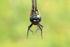 Somatochlora kennedyi