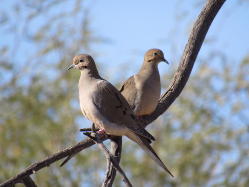 Mourning Dove photographed in Arizona