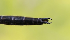 Somatochlora kennedyi